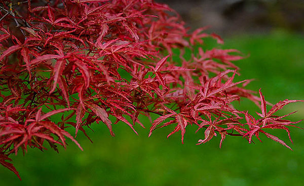 Beni Komachi Japanese Maple Leaves