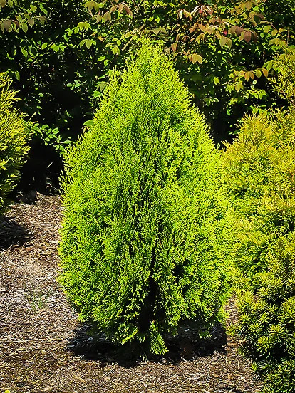 Arborvitae Trees for Sale Online | The Tree Center