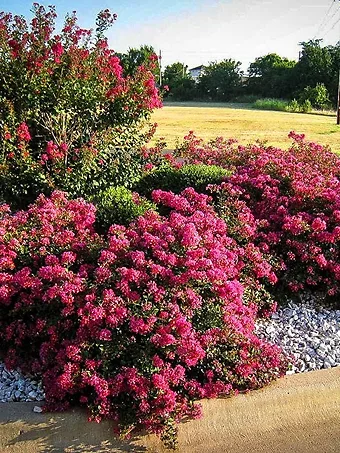 Berry Dazzle Crape Myrtle