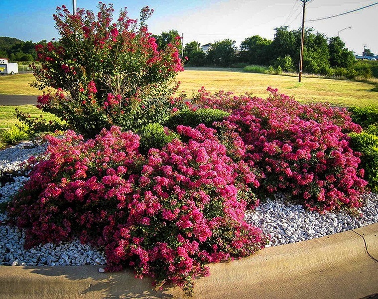 Berry Dazzle E Myrtles For The Tree Center Berry Dazzle E Myrtles For