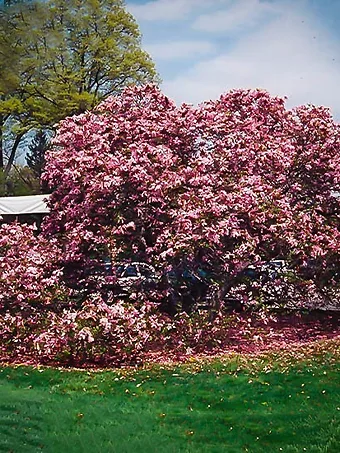 Fully Grown Betty Magnolia Tree