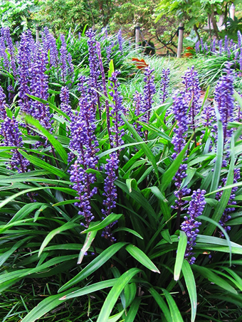 Big Blue Liriope