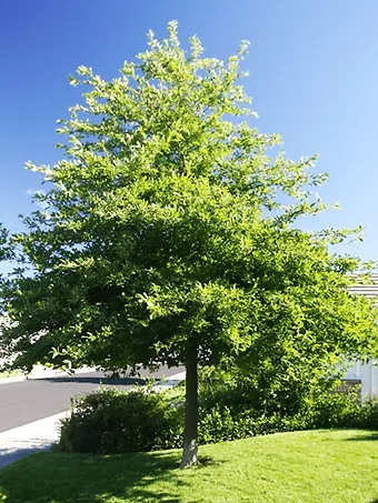 Black Gum Tree