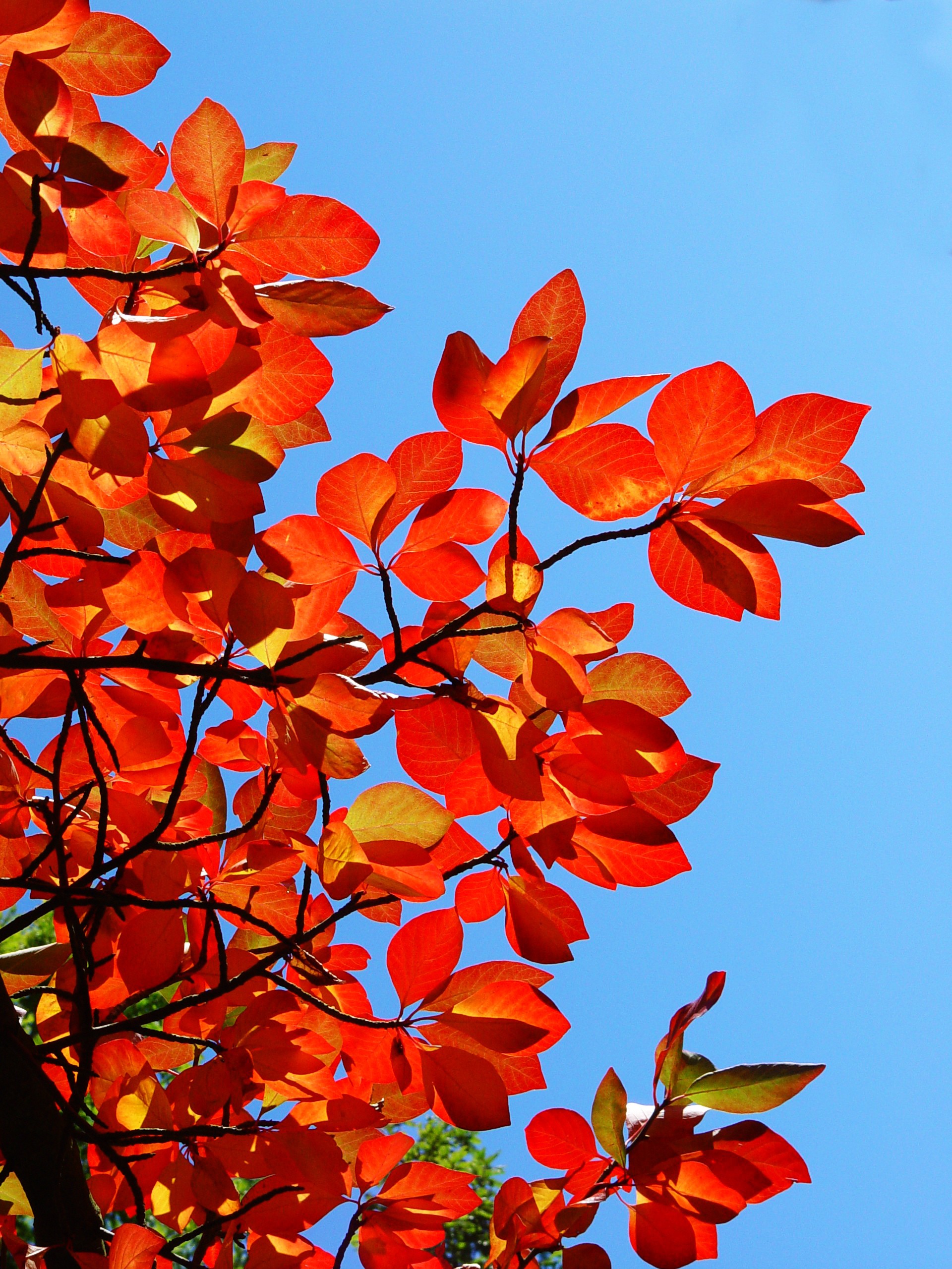 Black Gum Trees For Sale Online The Tree Center Black Gum Trees For Sale Online The Tree Center