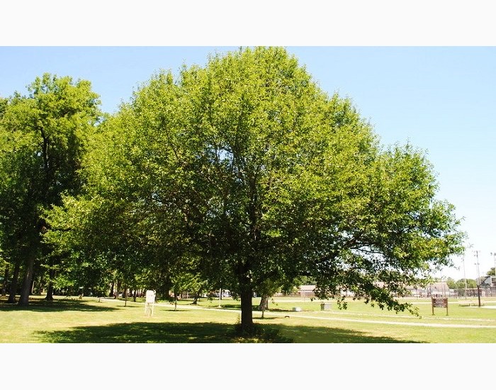 black-gum-trees-for-sale-online-the-tree-center