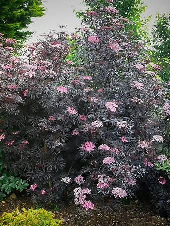 Black Lace Elderberry