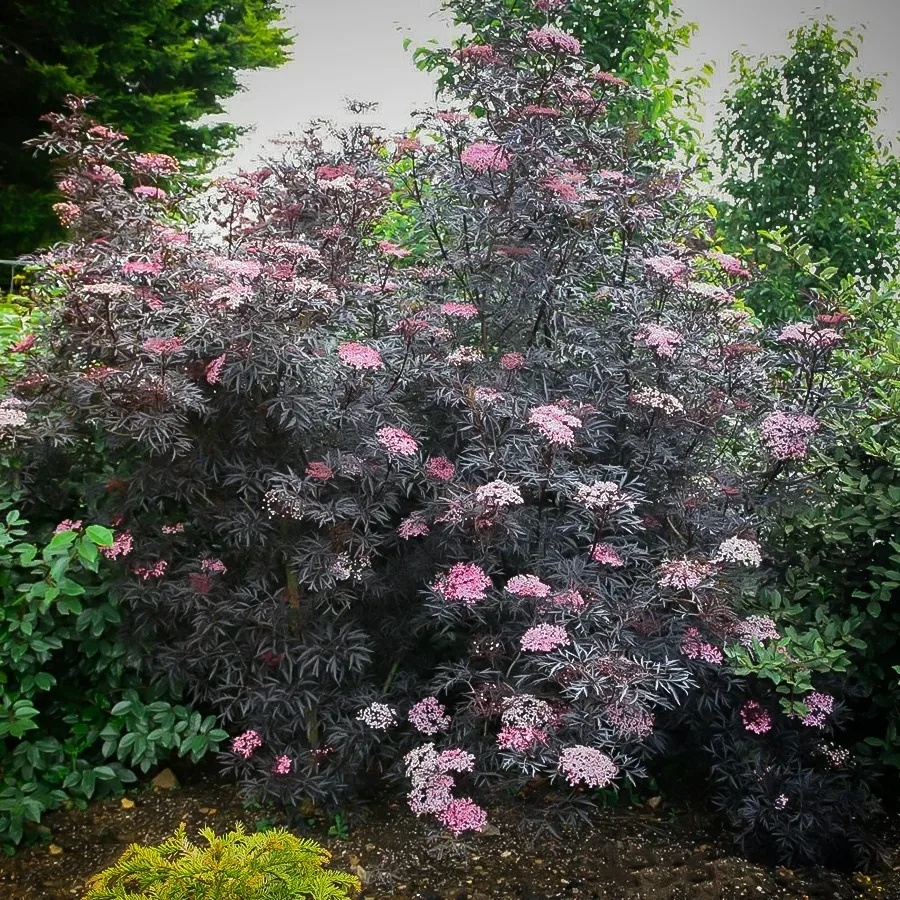 Image of Black lace elderberry bush as an accent plant