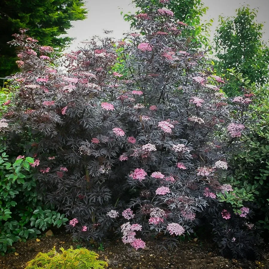 Black Lace Elderberry