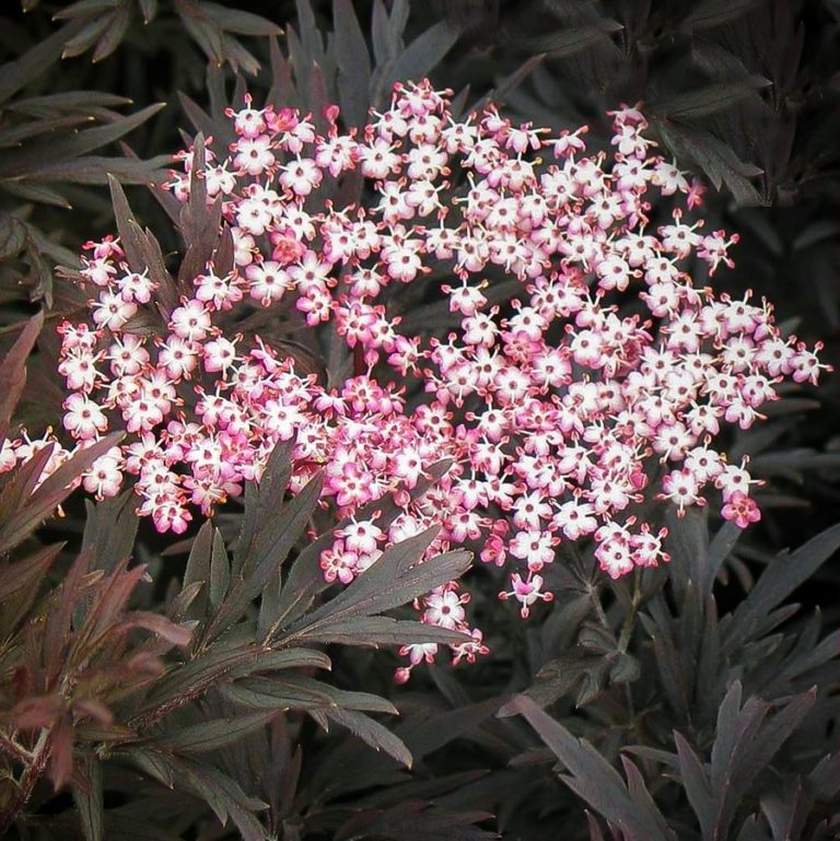 Black Lace Elderberry Shrubs For Sale Online The Tree Center