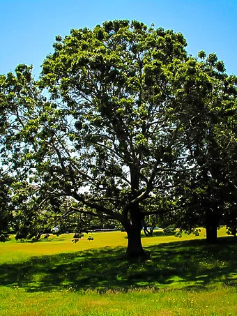 Black Oak Tree