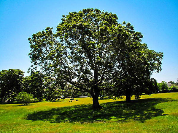 Black Oak Tree