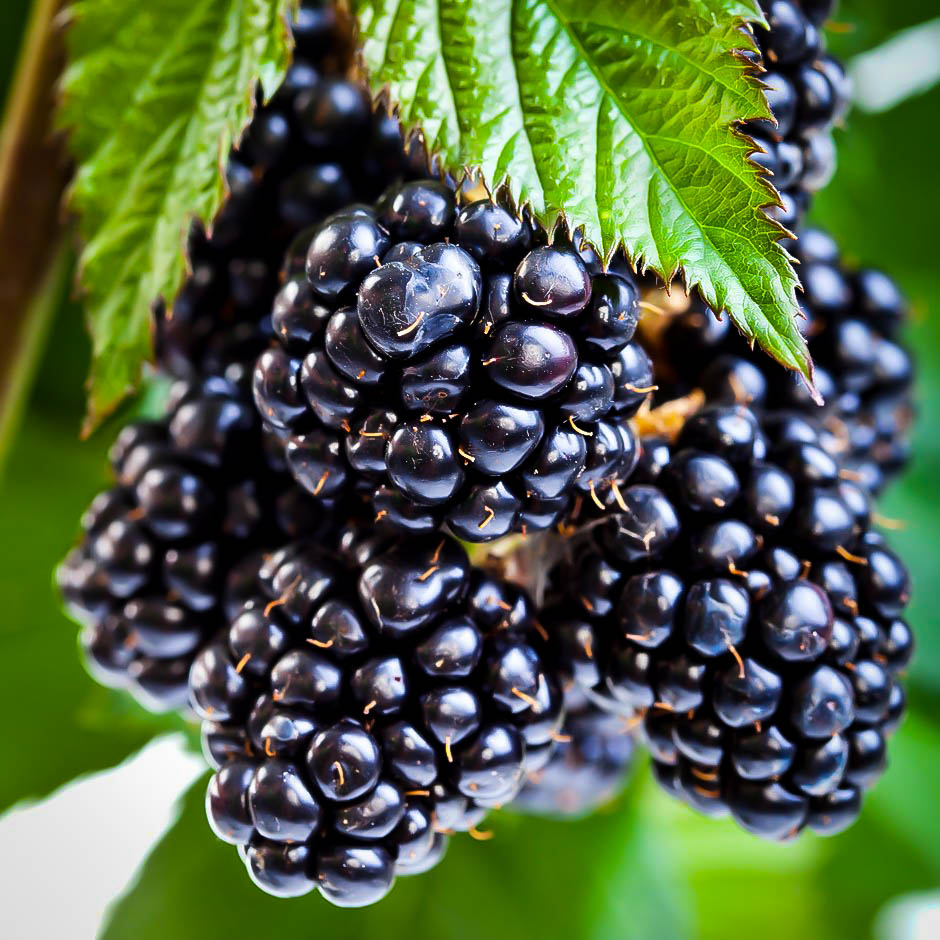 Ouachita Thornless Blackberry Bushes For Sale The Tree