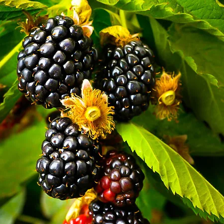 Blackberry Bushes