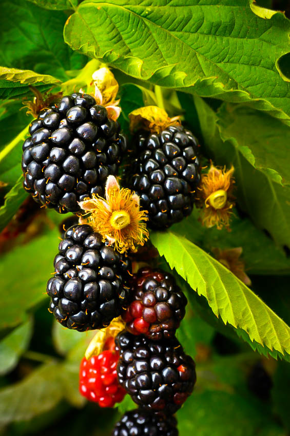 Ouachita Thornless Blackberry Bushes For Sale The Tree
