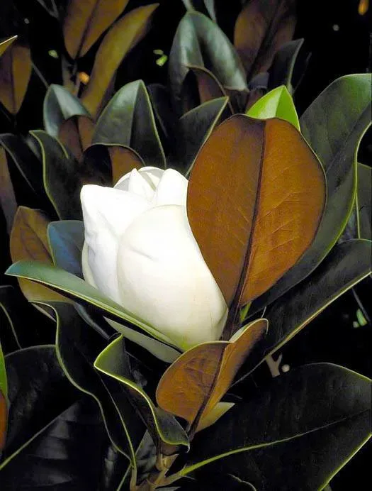 Blanchard Magnolia Flower