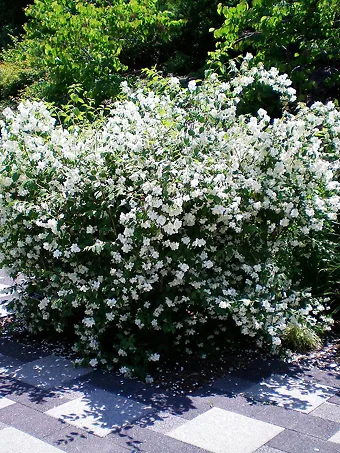 Blizzard Mock Orange