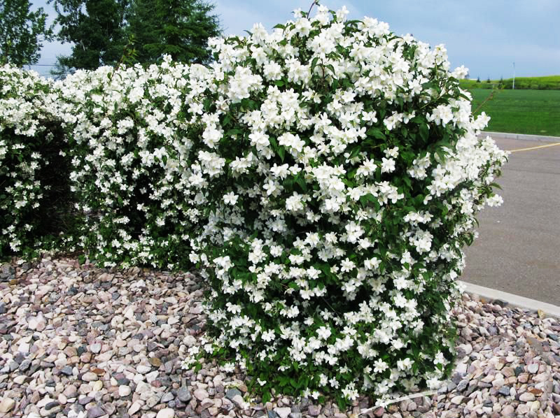 mock orange bush for sale near me