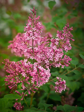 Bloomerang Pink Perfume Lilac