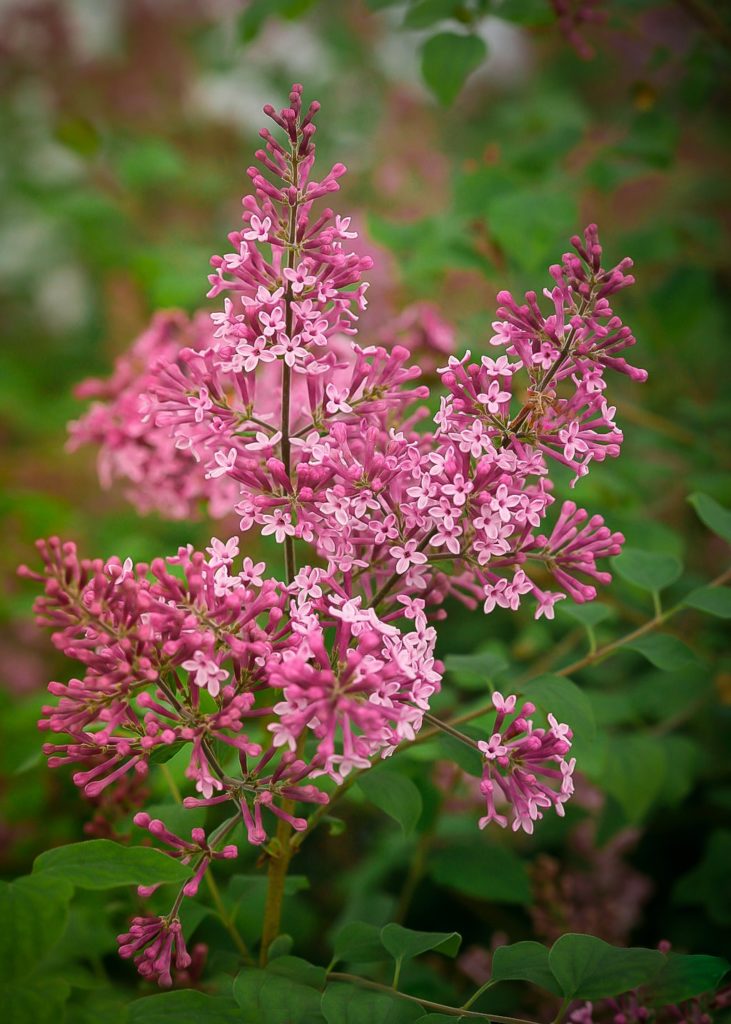 Bloomerang Pink Perfume Lilac Shrubs For Sale Online The