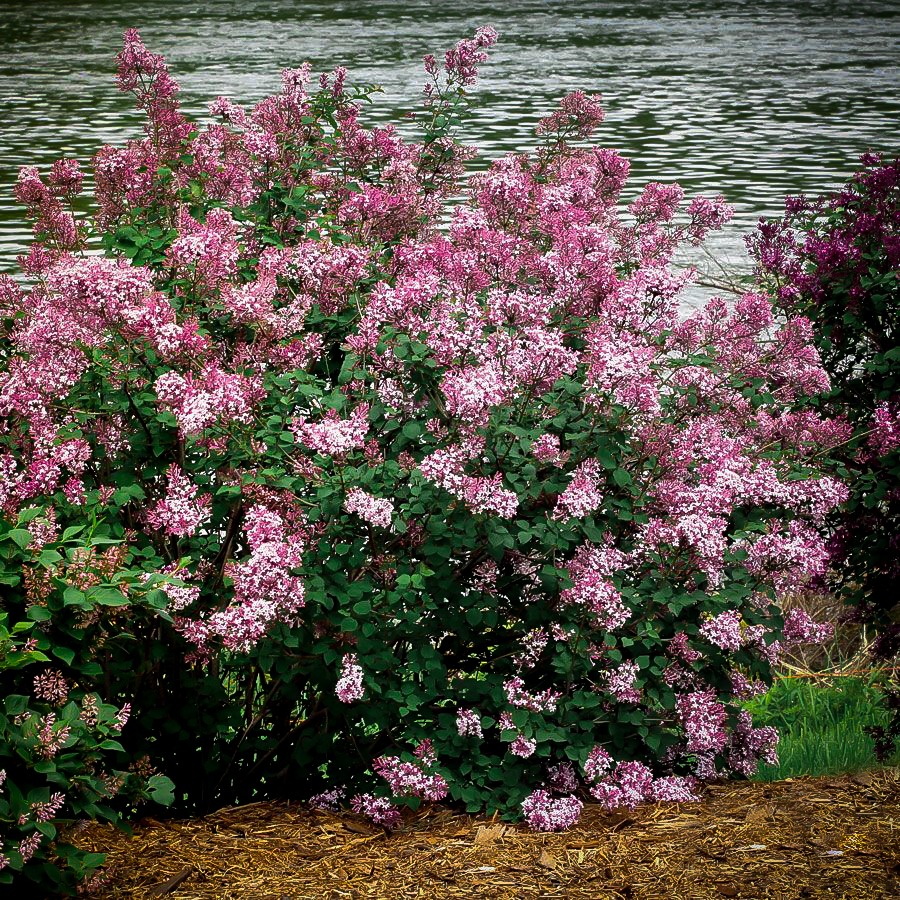 Bloomerang Dark Purple Lilacs For Sale Online | The Tree ...