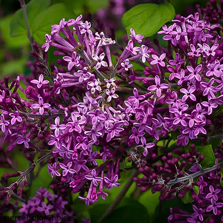 Lilacs