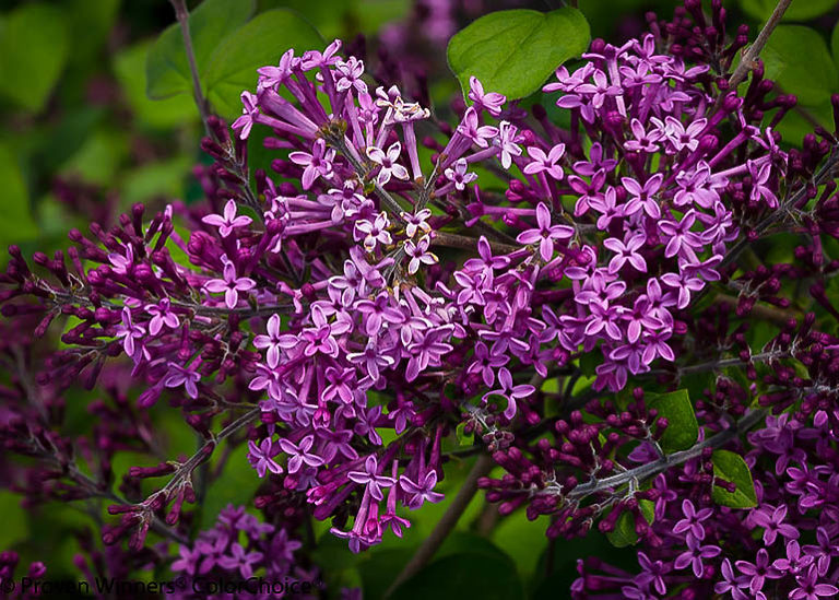 Bloomerang Purple Lilac For Sale Online The Tree Center