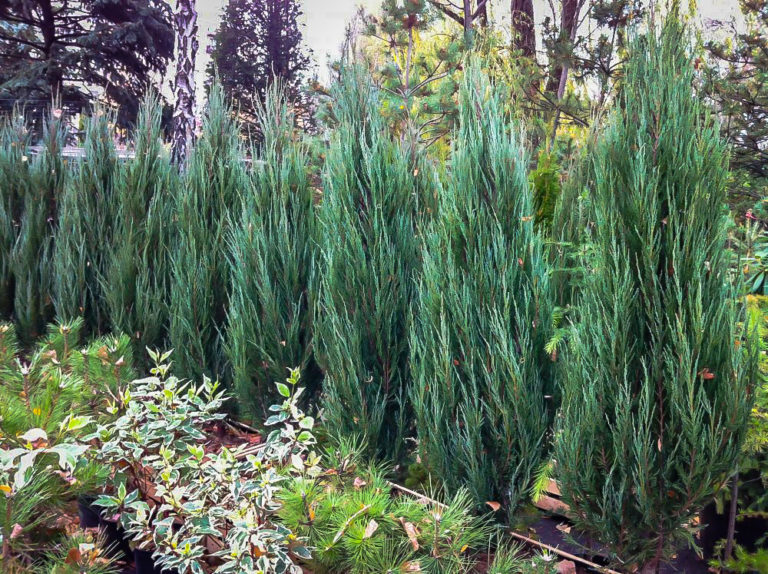 Buy Blue Arrow Juniper Trees Online Variety of Blue Arrow Juniper