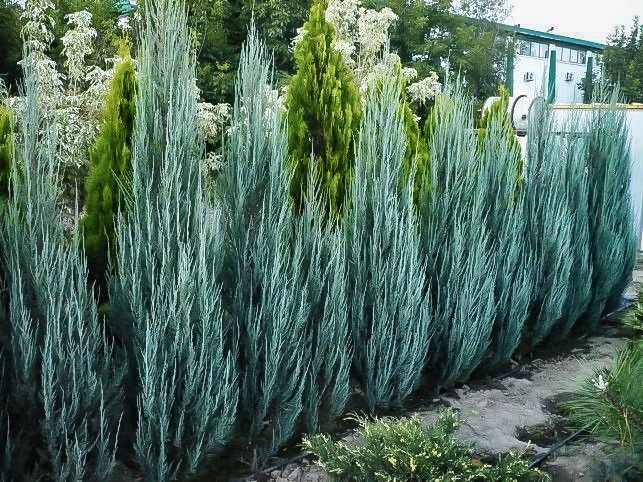 blue arrow juniper vs skyrocket juniper blue arrow juniper vs skyrocket juniper