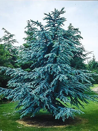 Blue Atlas Cedar