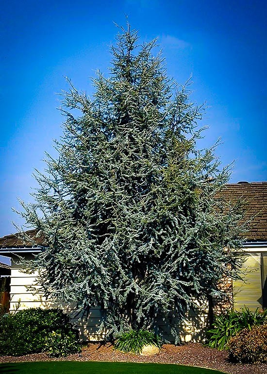 Blue Atlas Cedar For Sale Online The Tree Center