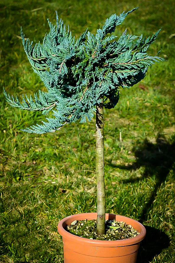 Blue Juniper Tree