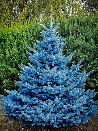 Blue Diamond Spruce