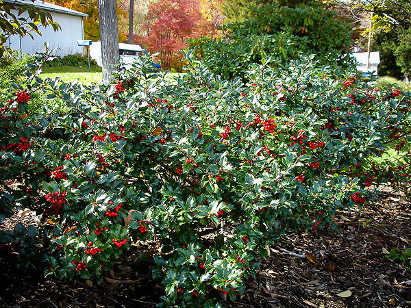 Young Blue Girl Holly Bush
