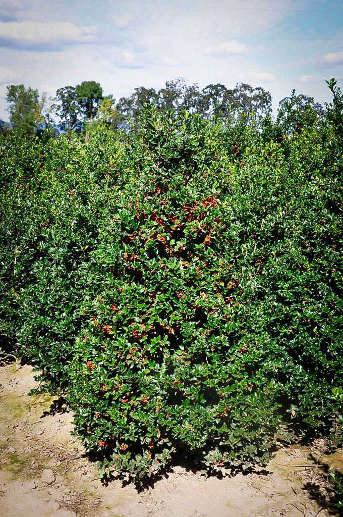 Blue Girl Holly For Sale Online | The Tree Center