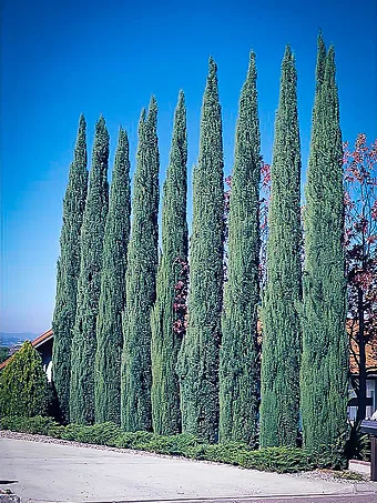 Blue Italian Cypress