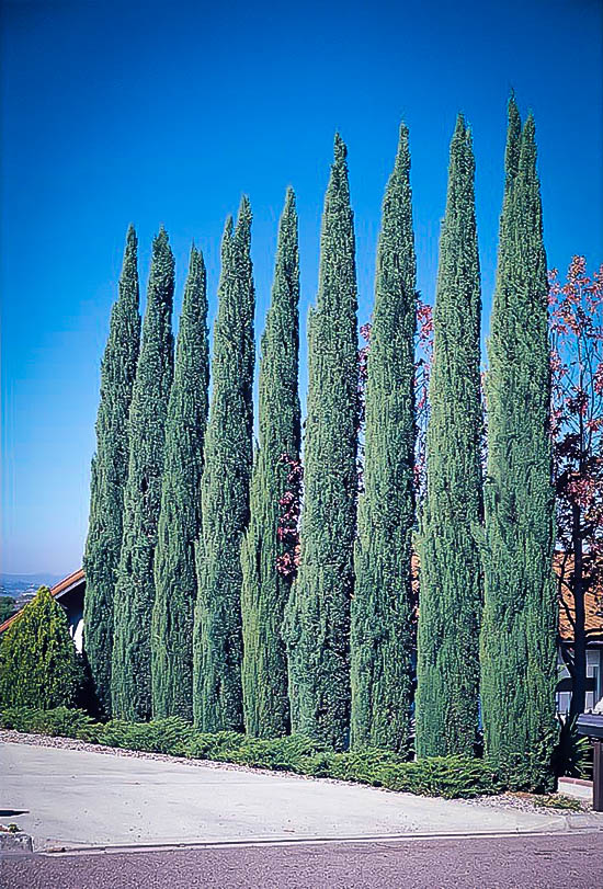 Blue Italian Cypress Trees For Sale Online The Tree Center