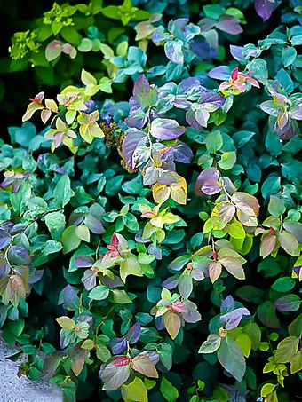 Double Play® Blue Kazoo® Spirea