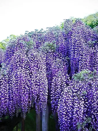 Blue Moon Wisteria