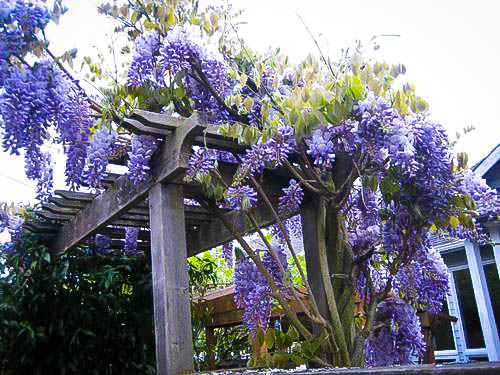 Blue Moon Wisteria For Sale The Tree Center