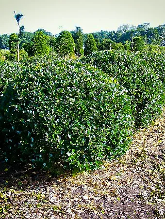 Blue Prince Holly Trees