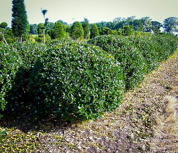 Blue Prince Holly Trees