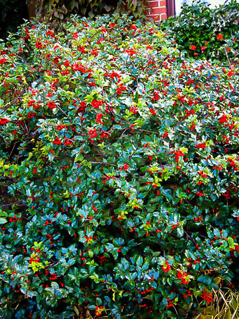 Blue Prince Princess Combination Holly