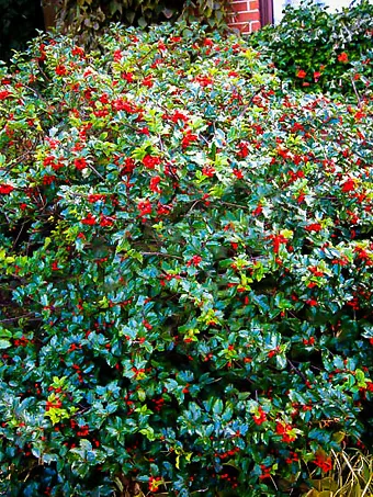 Blue Prince Princess Combination Holly