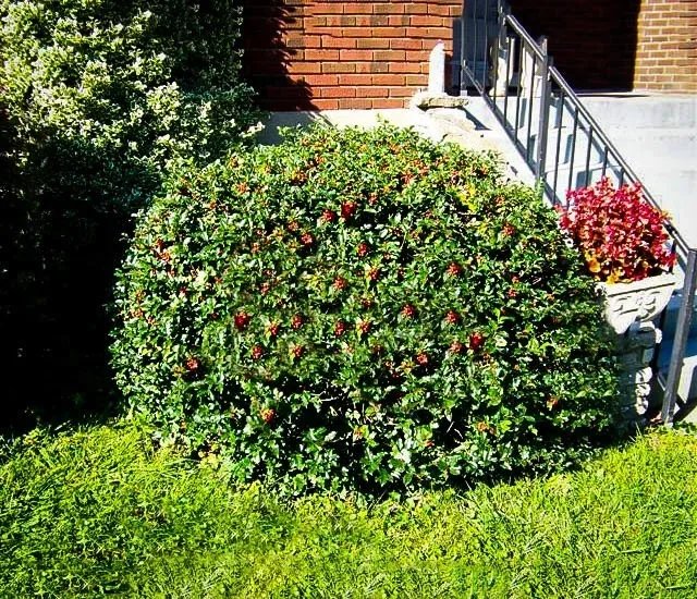 Blue Princess Holly For Sale Online The Tree Center