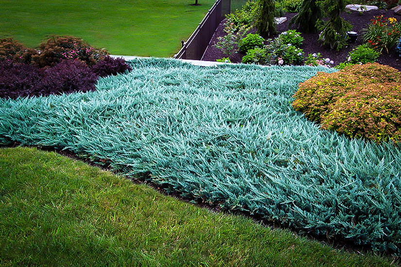 Blue Rug Juniper Ground Cover Plants, Fast Growing Juniper Ground Cover