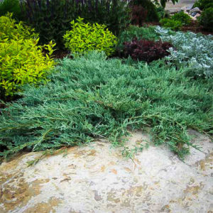 Blue Rug Juniper | Blue Rug Juniper For Sale | The Tree Center