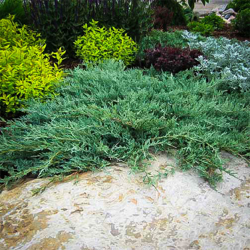 Blue Rug Juniper Ground Cover Plants For Sale The Tree Center