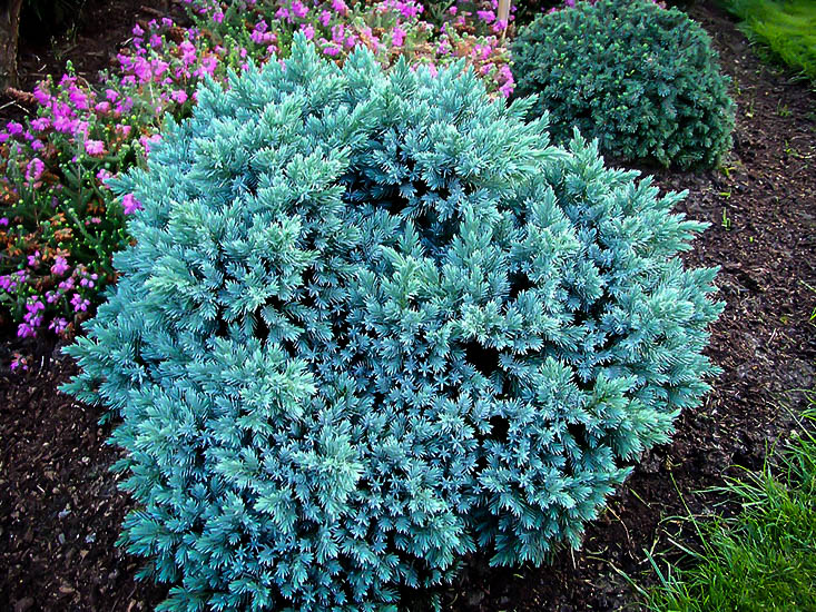 Image of Blue Spruce Juniper shrub