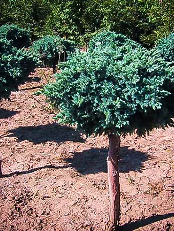 Blue Star Juniper - Tree Form