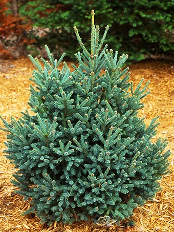 Blue Teardrop Spruce